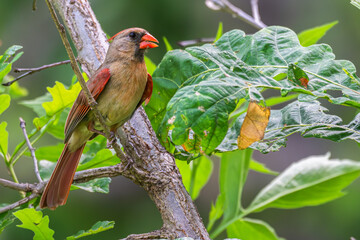 Female northern cardinal perched in a tree.