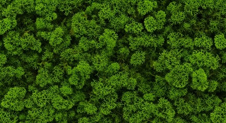 Vibrant green moss texture viewed from above, providing an organic background for biophilic design and natural themes