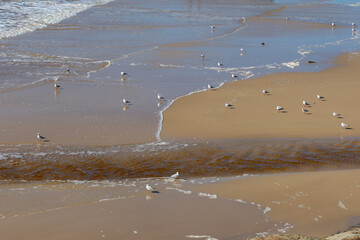 Bunch of sea gulls on the beach.