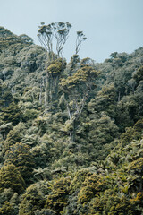 Bush view on Heaphy track, Kahurangi National Park, New Zealand, 