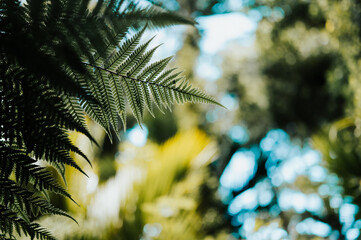 New Zealand Silver Fern