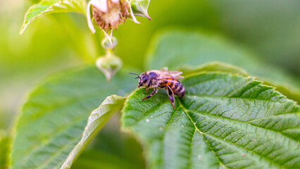fly on leaf