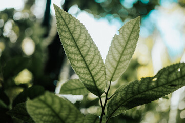 Lancewood on Heaphy Track, Kahurangi National Park, New Zealand