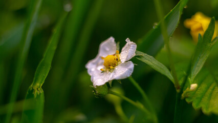 butterfly on a flower
