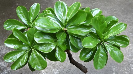 Vibrant Green Lush Foliage Plant Closeup Detailed Image