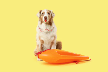 Cute Australian Shepherd dog with whistle and rescue buoy on yellow background