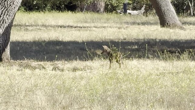 Coyote pup defecates in a field