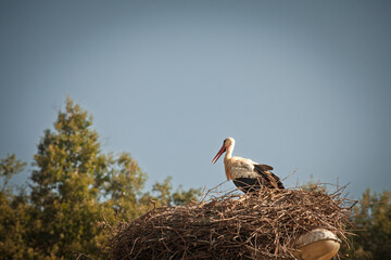Stork bird standing on its wooden nest, installed on an old pole, during a cloudy afternoon in Serbia, Balkans, Southeastern Europe, part of the ciconia ciconia genrus.