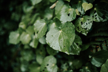 Kawakawa Leaves on Heaphy Track, Kahurangi National Park, New Zealand