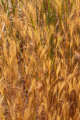 vegetação na cidade de Teresina de Goiás, Estado de Goiás, região da Chapada dos Veadeiros, Brasil