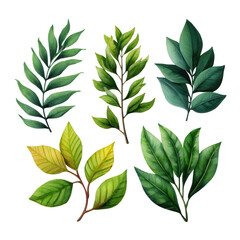 Fototapeta premium A collection of green leaves and branches in watercolor style, isolated on transparent background