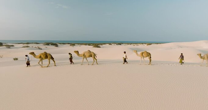 Aerial view of camels in desert landscape, Yemen.