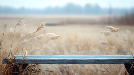 Serene Autumn Field with Rustic Wooden Bench