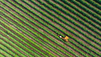 Tractor and harvester in coffee plantation