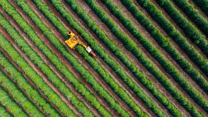 Tractor and harvester in coffee plantation