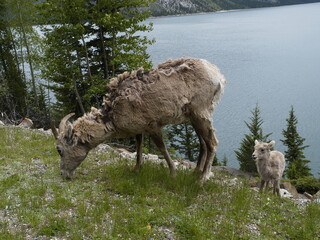 sheep in the mountains, wildlife, nature, Mt sheep, Canadian Rockies, Canada, Banff National  Park