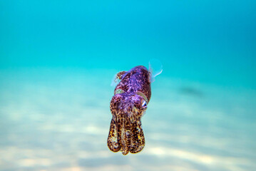 Underwater photography of common cuttlefish - (Sepia officinalis)