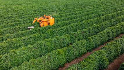 Tractor and harvester in coffee plantation