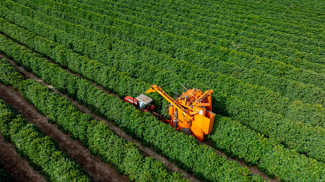 Tractor and harvester in coffee plantation