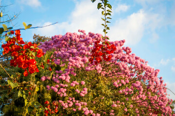 flowers and sky: pink trumpet tree and Bougainville 