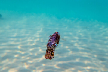 Underwater photography of common cuttlefish - (Sepia officinalis)