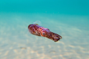 Underwater photography of common cuttlefish - (Sepia officinalis)
