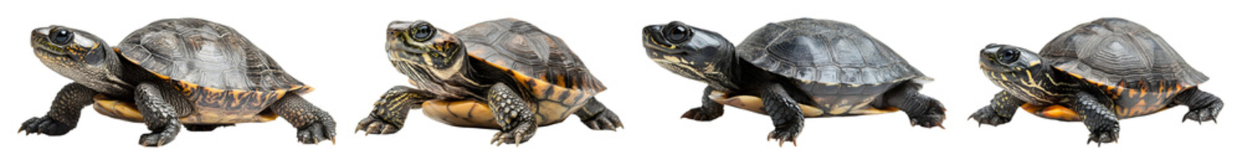 Obraz premium Four turtles on transparent background