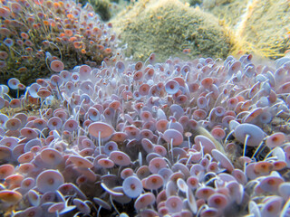 Acetabularia mediterranea - The Mediterranean sea algae