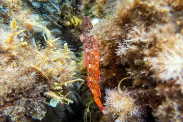 The red-black triplefin fish -(Tripterygion tripteronotum)