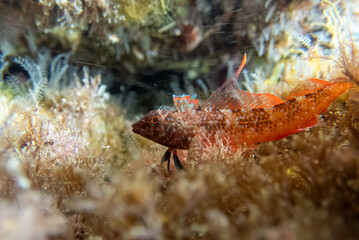 The red-black triplefin fish -(Tripterygion tripteronotum)