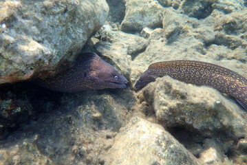 The Mediterranean moray (Muraena helena), rare scene of underwater domination 