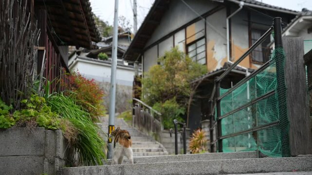 坂の町の地域猫 （広島県尾道市, 2025年4月）
