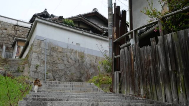坂の町の地域猫 （広島県尾道市, 2025年4月）