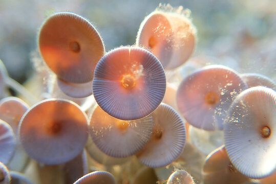 Acetabularia mediterranea - The Mediterranean sea algae
