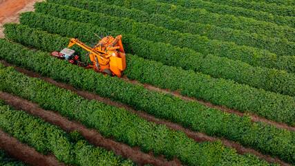 Tractor and harvester in coffee plantation