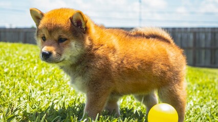 Portrait of a Shiba Inu puppy playing outside with a ball