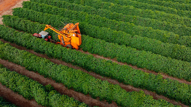 Tractor and harvester in coffee plantation