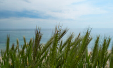 Close-up of green beach grass with blurred ocean and cloudy sky in the background, evoking a peaceful natural scene