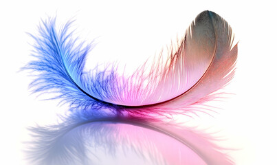 A softly curved feather with vibrant blues and pinks, reflects against a stark white backdrop
