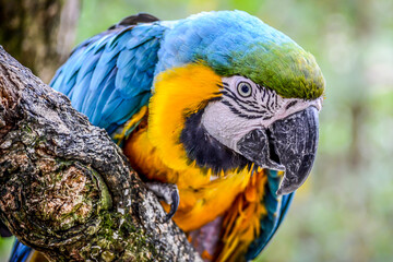 guacamayo azul y amarillo en una rama