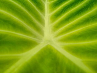 green leaf texture, taro leaves 