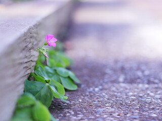 道の片隅に咲く小さな草花