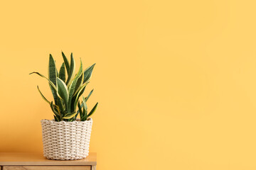 Chest of drawers with houseplant near yellow wall in room, closeup