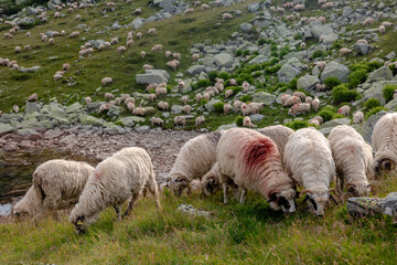 Hundreds of woolly sheep scattered across boulder-strewn alpine meadow