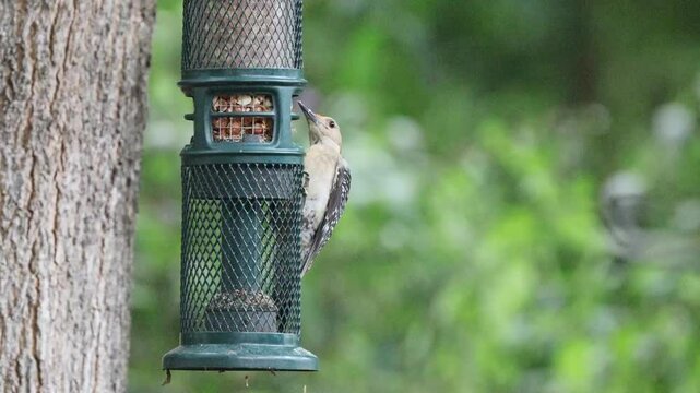 Adult female red bellied woodpecker at peanut feeder. 