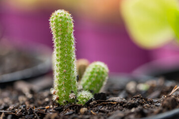 Columnar cactus shoots are emerging from potting soil in nursery container with fine white spines