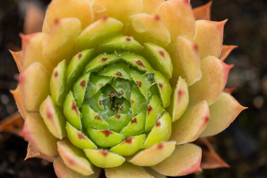 Succulent rosette is displaying fleshy leaves and holding water droplets in dark soil garden bed