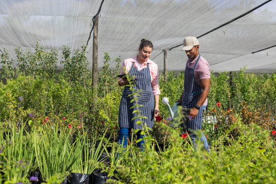 Diverse coworkers wearing aprons tending shrubs at nursery under shade with tablet, watering can - Powered by Adobe