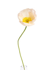 Beautiful blooming poppy flower isolated on white © New Africa