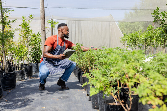 African American man in apron inspecting shrub leaves under shade cloth holding tablet, copy space - Powered by Adobe